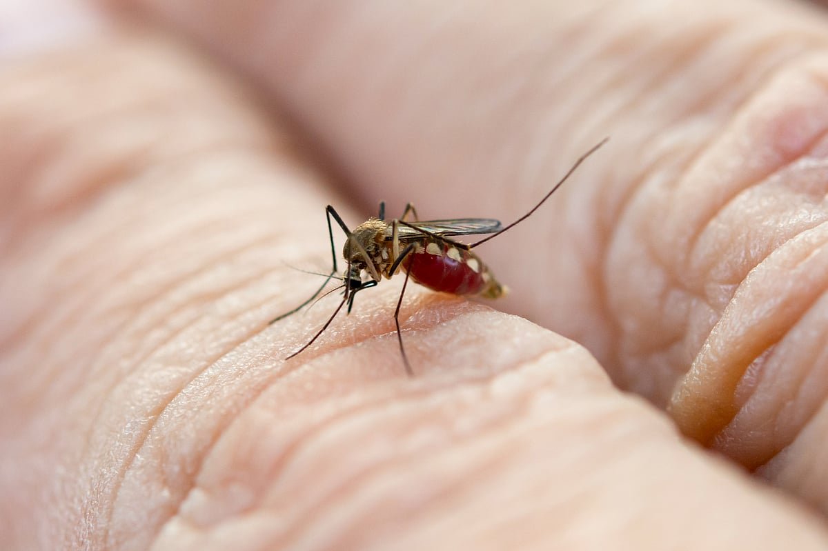 Mumbai Sees Rise In Malaria, Dengue In July-August; Gastro, Lepto Cases Drop