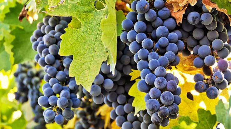 Carménère