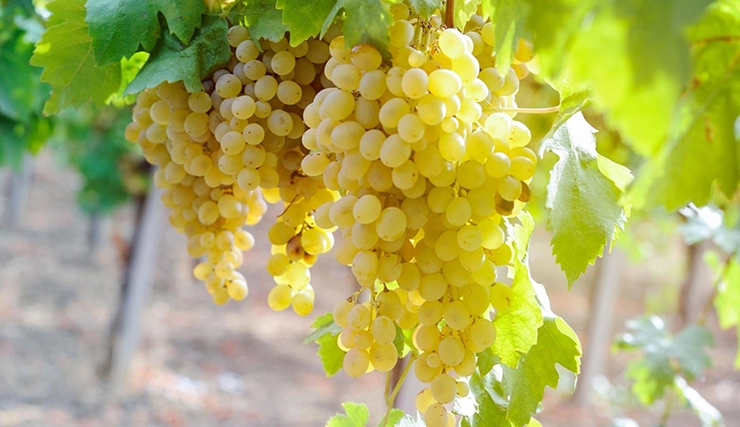 Chenin Blanc – The Fashiongton Post