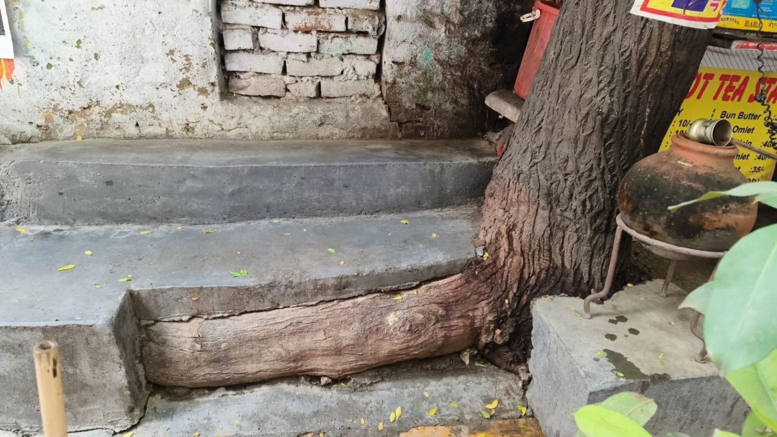 ‘Ped gir gaya toh bas sab khatam’: How Delhi’s trees are turning into daily hazards | Delhi News