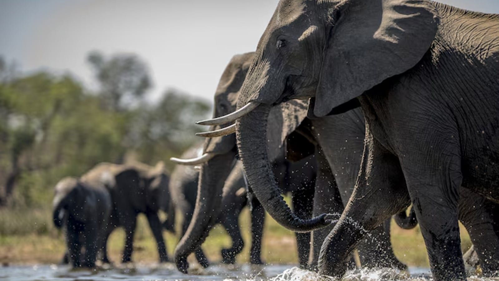 Humans are not the only who grieve their dead, animals do it, too | Pets-animals News