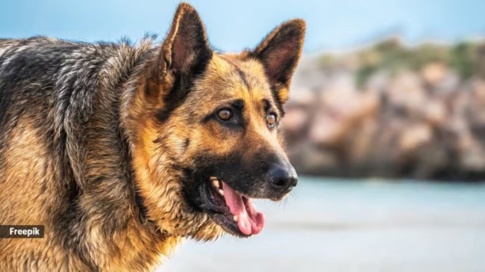 Chandigarh: Owner booked as his pet dog bites 43-yr-old | Chandigarh News