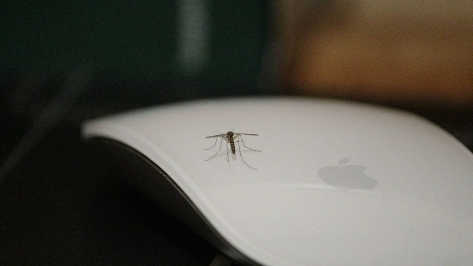 BMC reports rise in malaria, dengue and chikungunya cases in August | Mumbai News