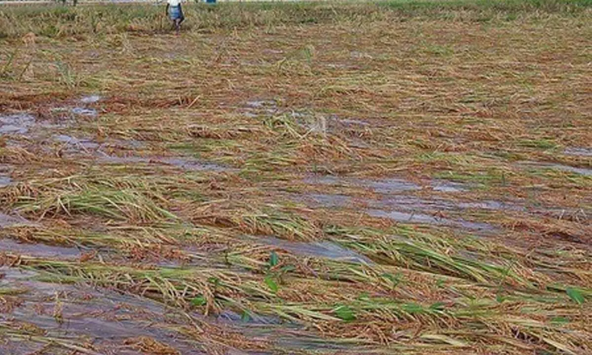 Paddy crops under water in delta areas – News Today