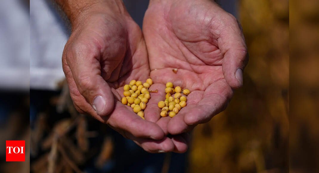 ‘Pawn in trade negotiation’: China refuses to buy US soybeans; Donald Trump admin plans support for farmers