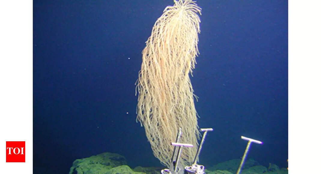 The ‘wookiee of the deep sea’: Exploring habitat and features of Iridogorgia chewbacca, found 400–1,000 metres below |