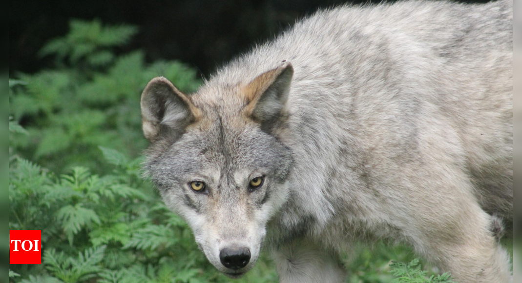 Uttar Pradesh: ‘Shoot on sight’ orders for wolves in Bahraich | India News
