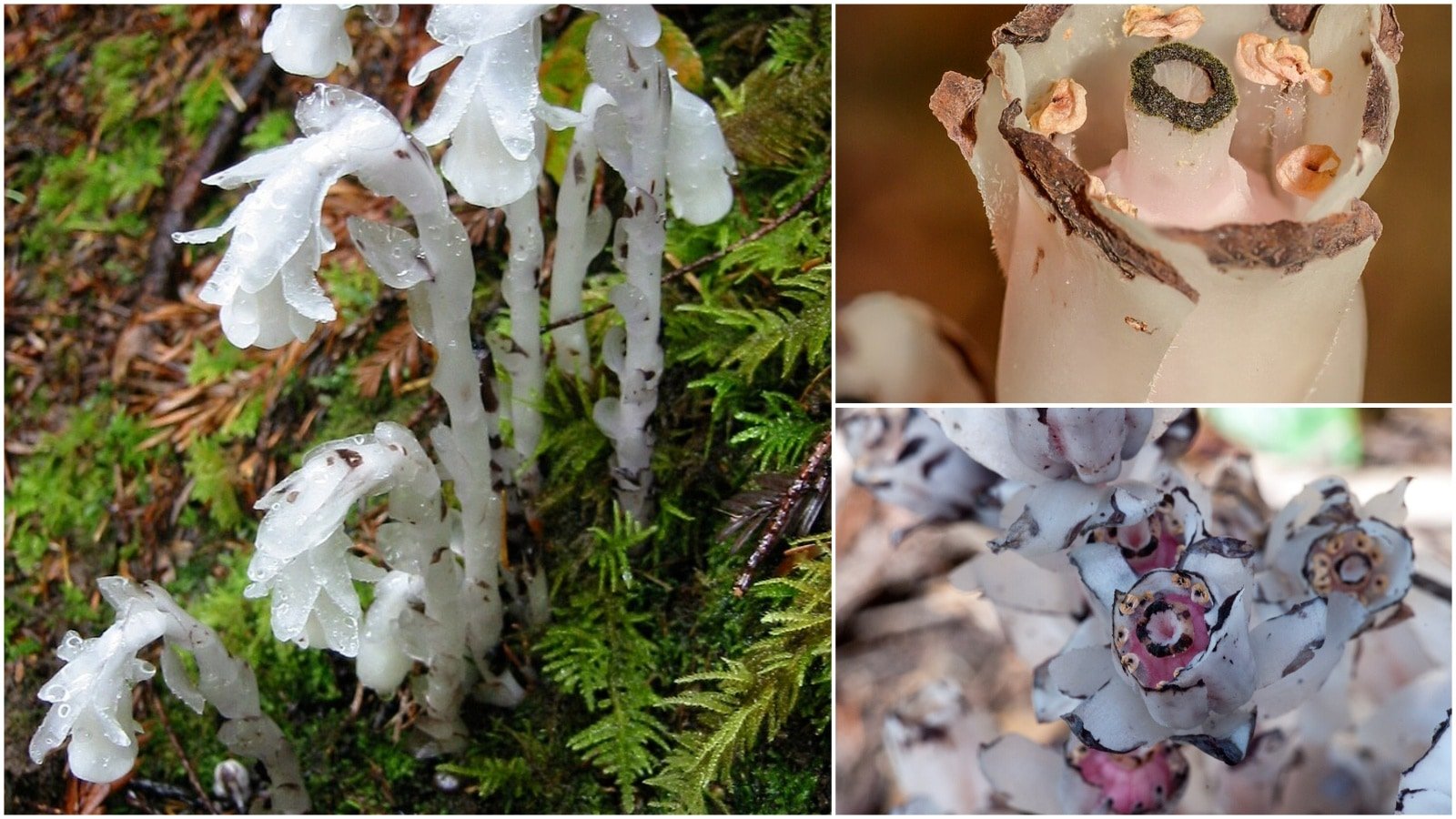 What are ghost flowers? | Technology News