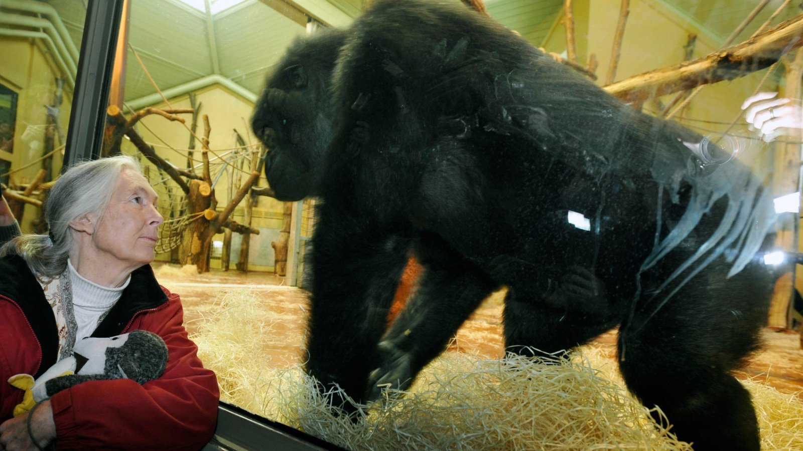 Conservationist and renowned chimpanzee researcher Jane Goodall dies at 91 | World News