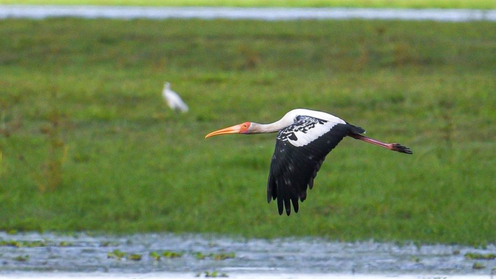 ‘Kaziranga welcomes an old guest’: Assam CM Himanta celebrates return of painted storks after 4 years | Pets-animals News