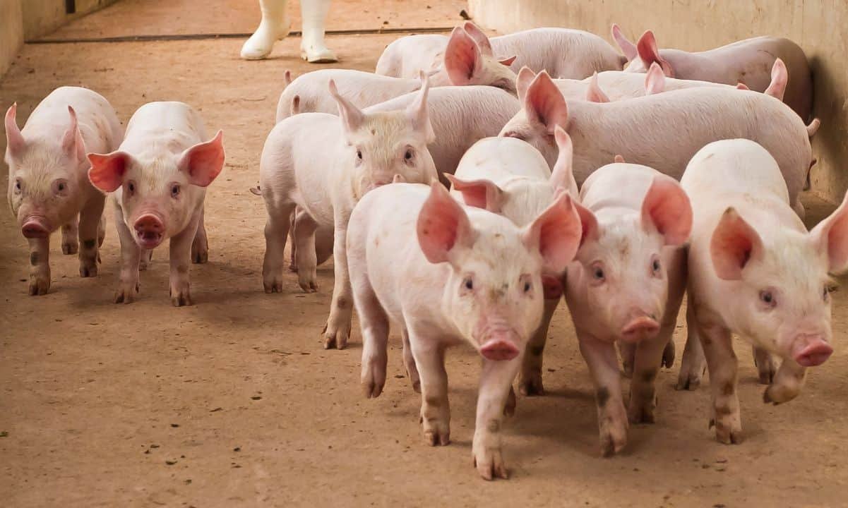US Seeks Forfeiture of .2B Bitcoin Linked to Pig-Butchering Kingpin Chen Zhi