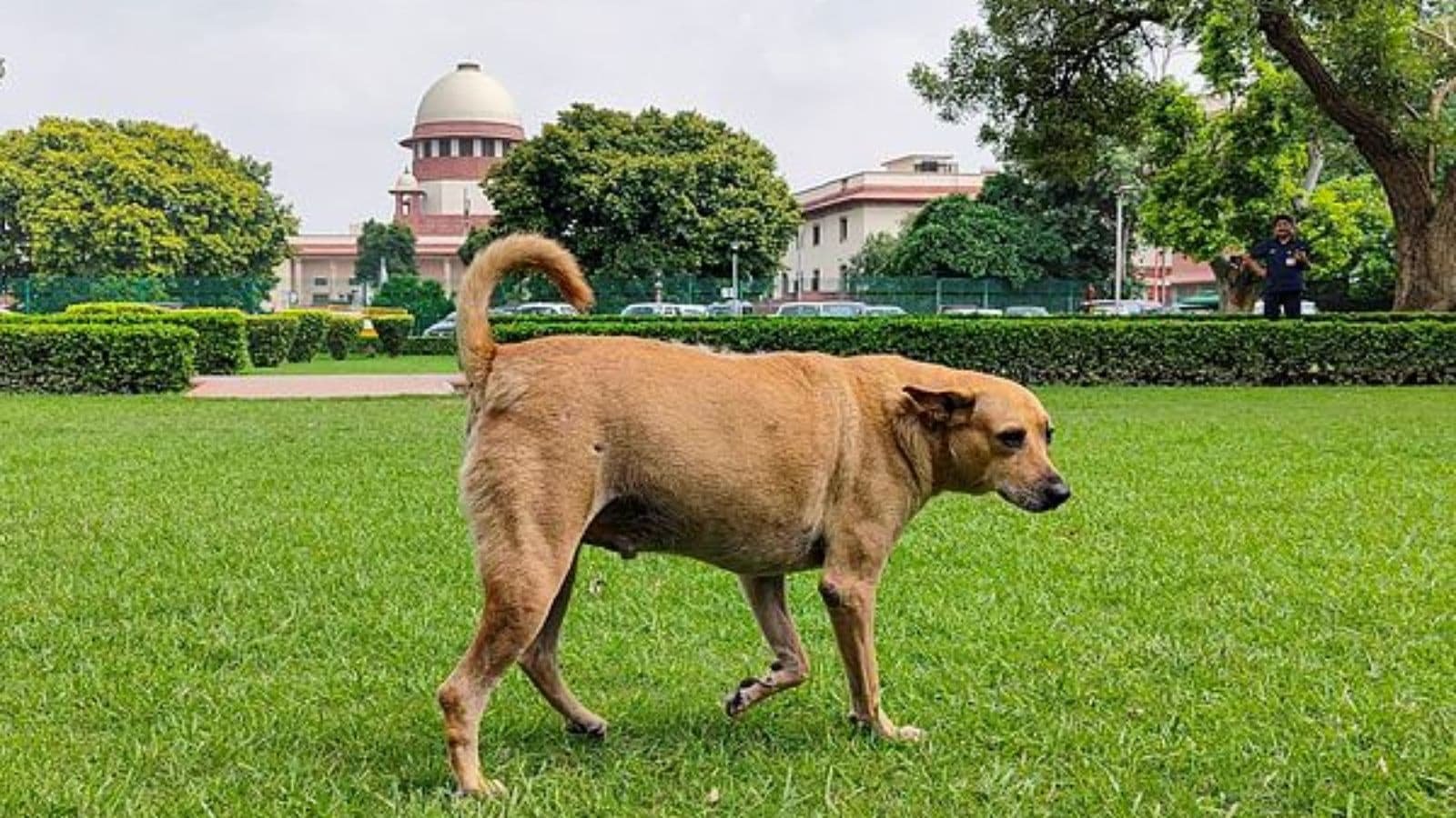 In a toxic world, pets could be vital health watchdogs | Technology News