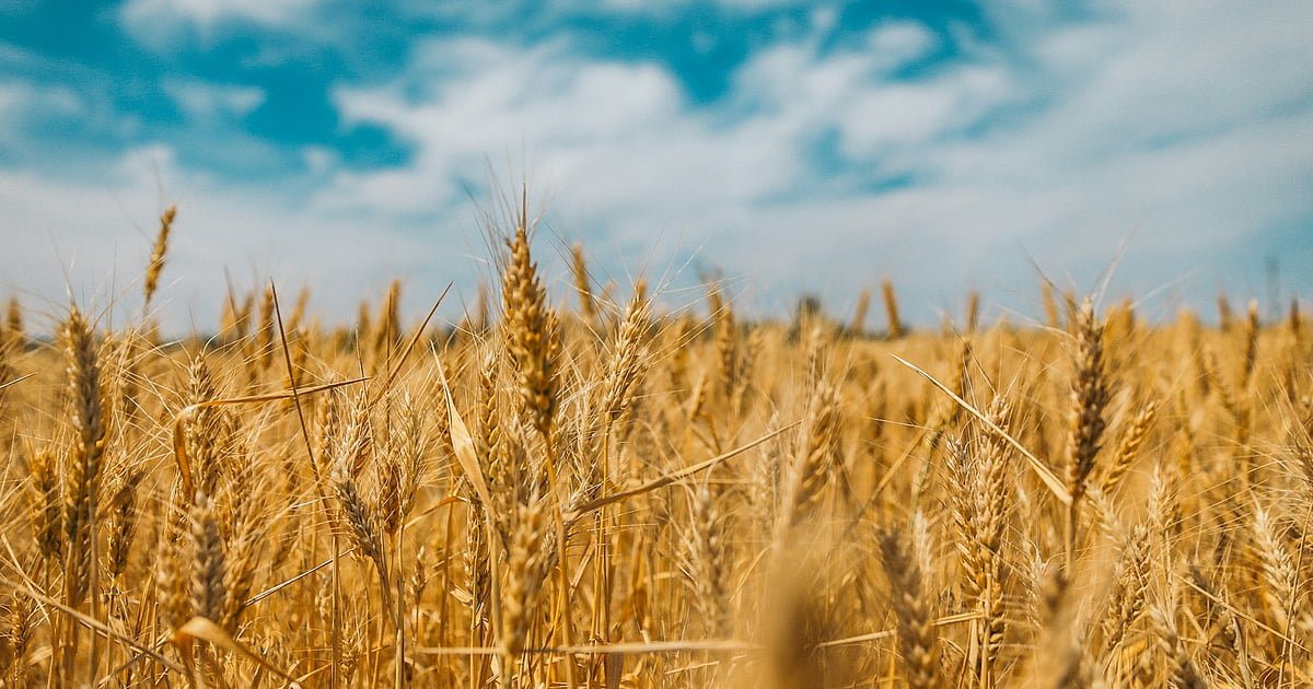 Cabinet Hikes Wheat MSP To Rs 2,585 Per Quintal For 2026-27