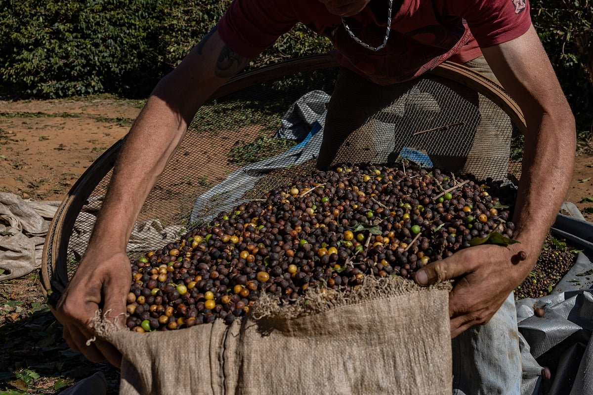 Coffee Prices Top Record As Trade And Supply Concerns Mount
