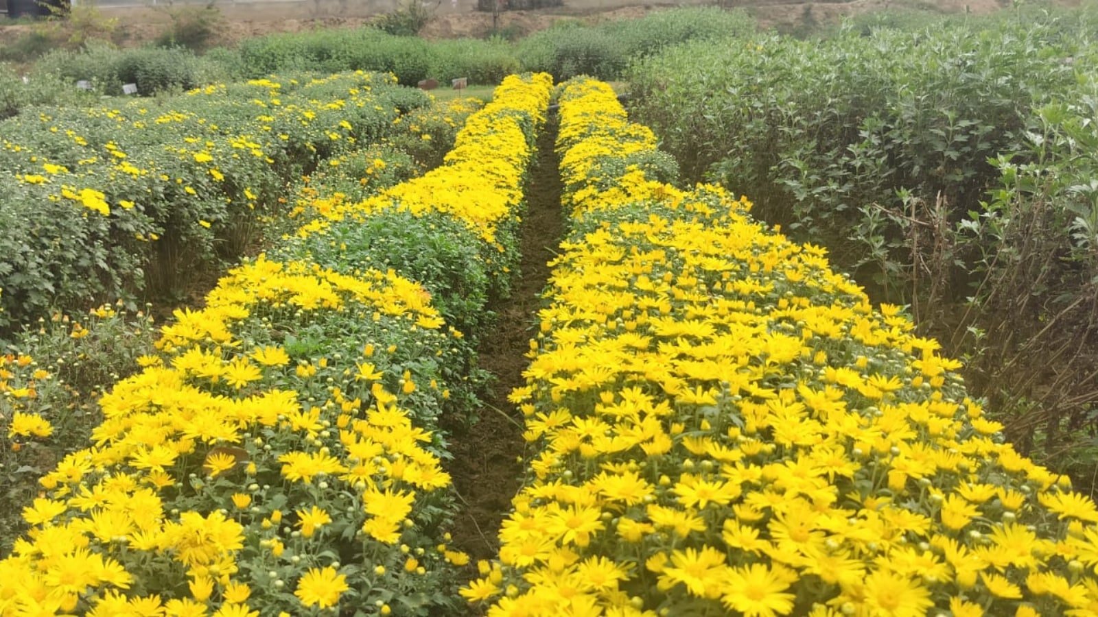 Tulips in spring, chrysanthemums to keep Kashmir’s autumn tourism in full bloom | India News