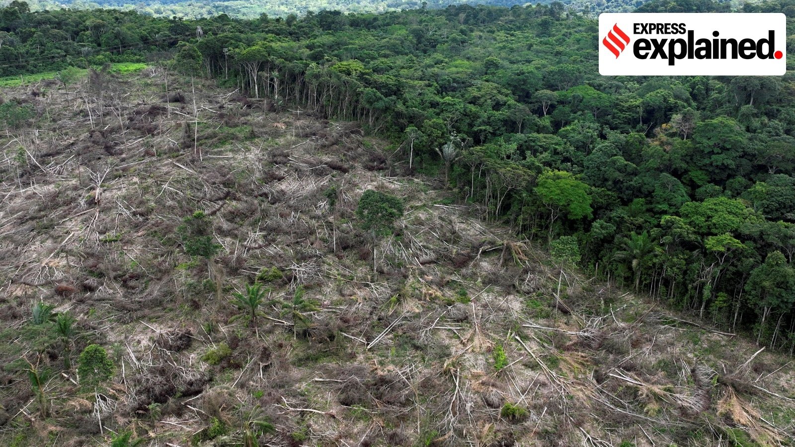 Key takeaways from a new report on the state of global forests