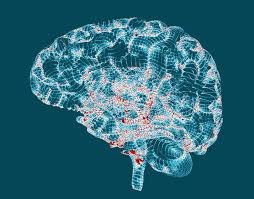 Early menopause, poor heart health linked to brain decline – News Today