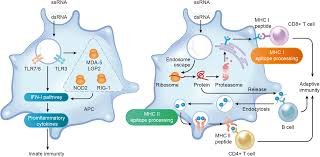 Covid mRNA vaccine can be used to fight lung, skin cancer – News Today