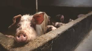 TN takes measures to prevent spread of swine fever – News Today