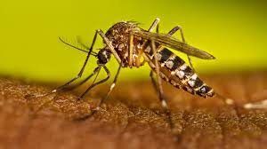 Dengue cases on the rise in TN – News Today