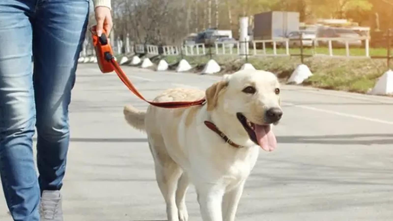 Two families stake claim over Labrador — dog responds to both