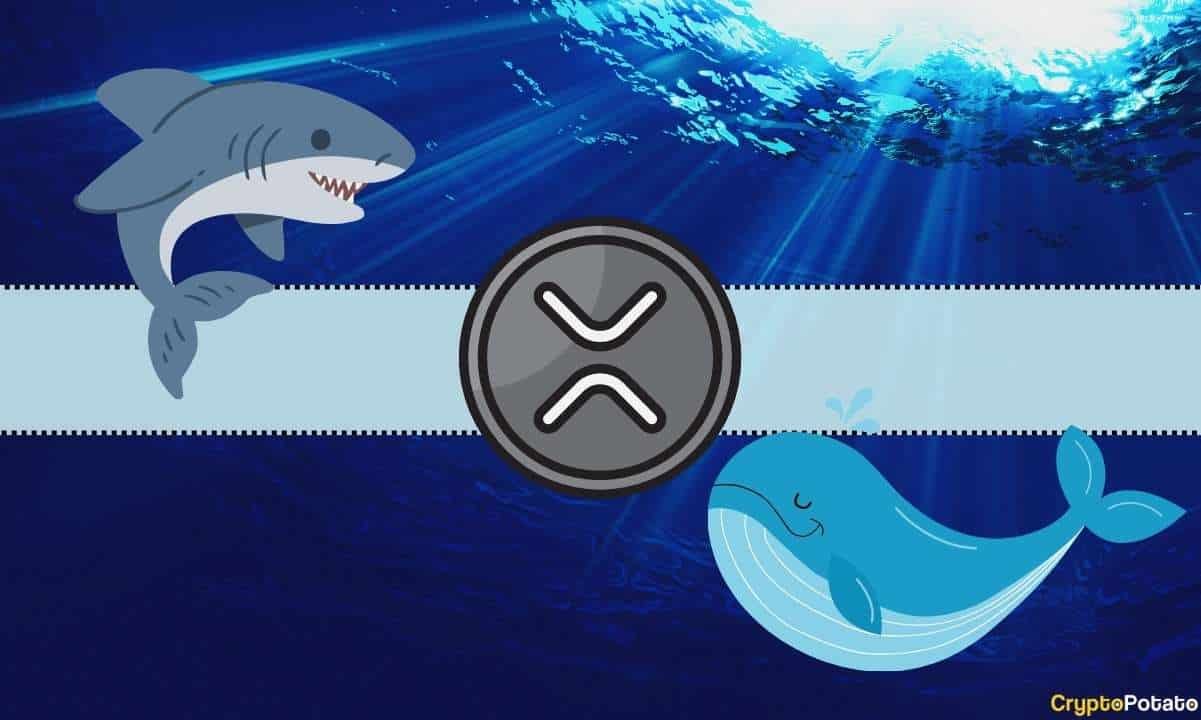Ripple Whales Behind the Move Below .5?